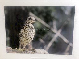 Exposición de aves de la comarca